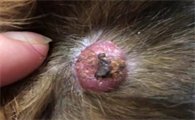 狗身上长了一个肉瘤一样的东西,到底是啥?