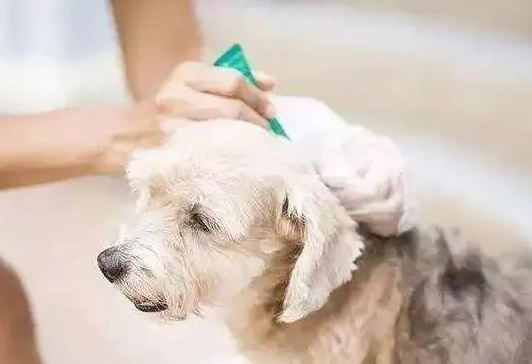 狗狗体外驱虫多少
