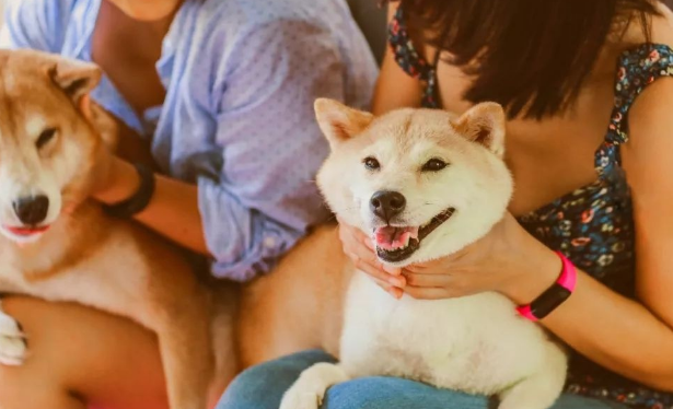 适合养狗人的昵称