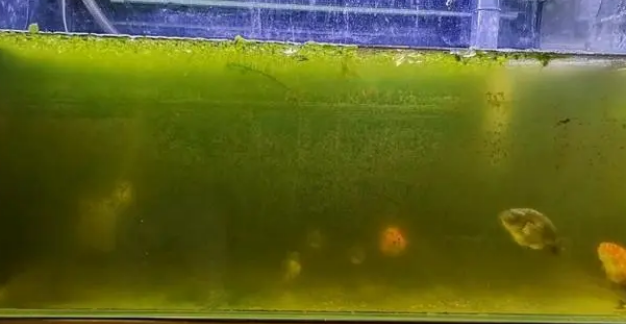 鱼缸里的水变绿怎么处理