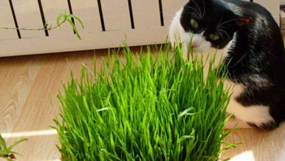 小麦是猫草吗