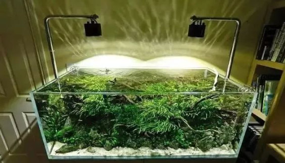 鱼缸水草用什么水 鱼缸水草用什么水