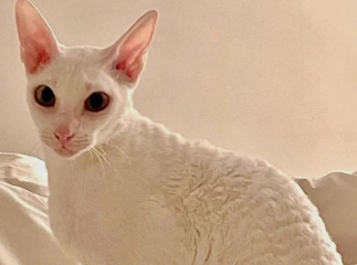 柯尼斯卷毛猫猫粮怎么挑？带你们来瞧瞧！