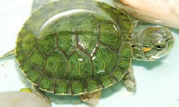 巴西龟能吃龟粮吗