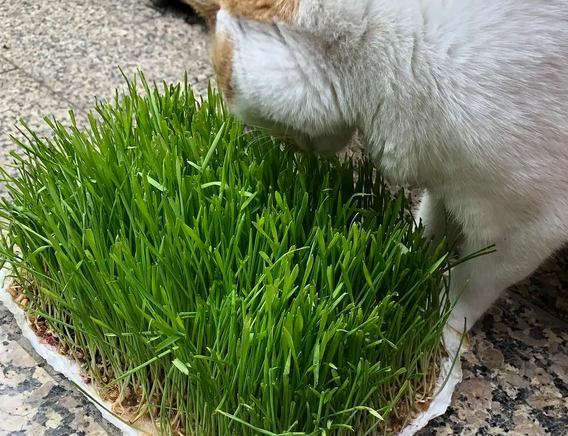 猫草是小麦草吗
