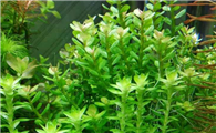 新鱼缸怎么种水草