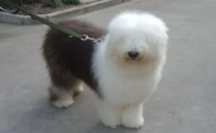 古代牧羊犬看得见吗