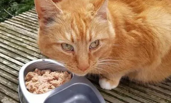 猫能不能吃鸭肉？看这篇文章就知道