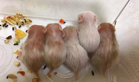 仓鼠几天可以吃鼠粮 仓鼠几天可以吃鼠粮