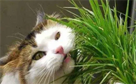 猫为啥要吃猫草