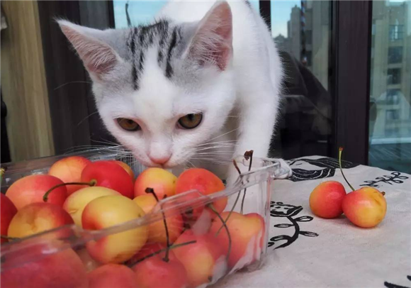 猫能吃水果吗？那得看是什么水果！