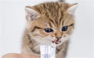 猫咪益生菌要怎么喂