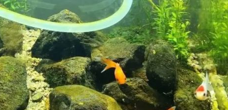 北方鱼缸水怎么软化水质 北方鱼缸水怎么软化水质