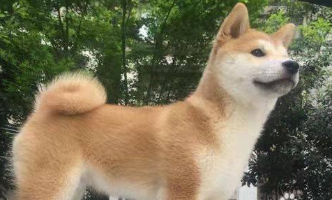 广州为什么禁养中华田园犬,原来是这样! 广州为什么禁养中华田园犬,原来是这样!