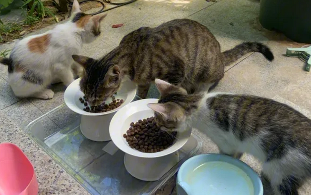 猫吃了白蚁怎么办,你们知道吗? 猫吃了白蚁怎么办,你们知道吗?