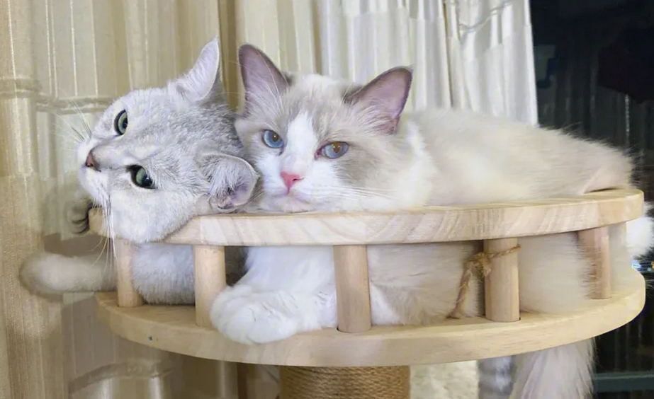 猫爬架一般多少钱 猫爬架一般多少钱