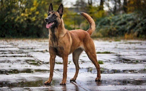 马犬能活多少年?取决于它的饲养条件 马犬能活多少年?取决于它的饲养条件