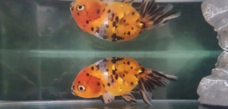 小金鱼吃龟粮吗 小金鱼吃龟粮吗