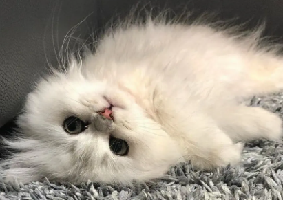 猫咪检疫证明怎么办理?看这篇文章 猫咪检疫证明怎么办理?看这篇文章