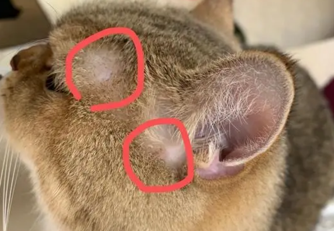 猫咪长猫藓了怎么办？本文可以帮你