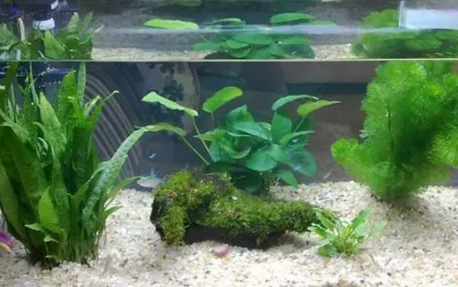 野外水草可以移植到鱼缸吗
