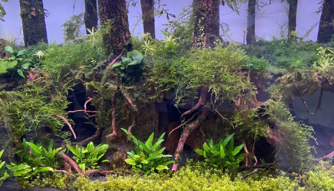 怎样在鱼缸里种水草