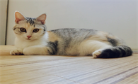 养猫的十大禁忌