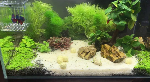 鱼缸养水草用什么沙好