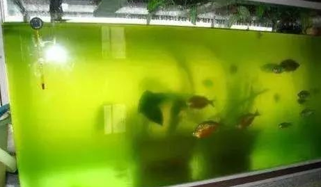 鱼缸水有青苔怎么处理