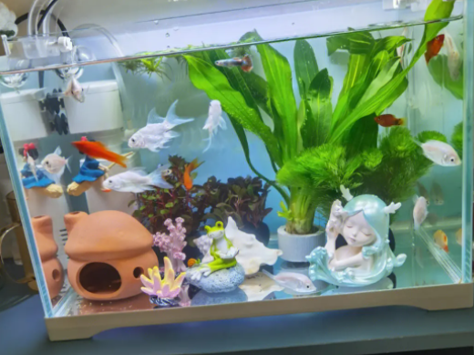 调节鱼缸水质常见四种方法