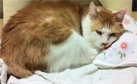 猫与主人缘分尽了就会死吗