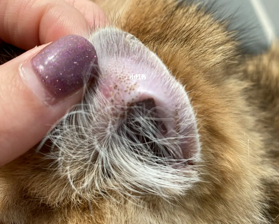 猫咪宠物医院除耳螨多少钱