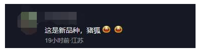 白狐胖成煤气罐是为御寒