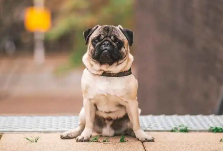 怎么教巴哥犬在固定地方大小便？有必要了解一下！