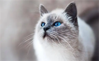 猫有跳蚤如何处理?这些方法值得get