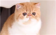 加菲猫到哪买