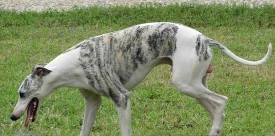 惠比特犬怎么洗澡,我来教你呀! 惠比特犬怎么洗澡,我来教你呀!