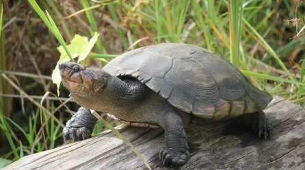 中美洲河龟多少钱一个？速速来了解！