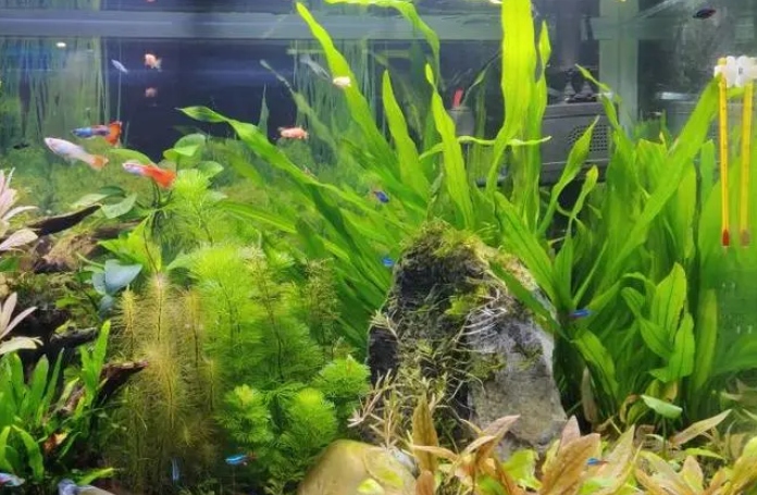 鱼缸水草适应什么水温