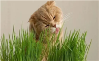 怎么喂猫咪猫草