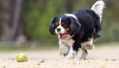 骑士查理王小猎犬最佳训练时间介绍?不知道的快看 骑士查理王小猎犬最佳训练时间介绍?不知道的快看