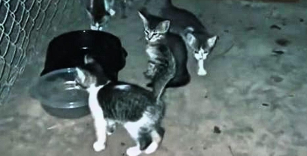 流浪猫为7个孩子,三顾茅庐求收养 流浪猫为7个孩子,三顾茅庐求收养