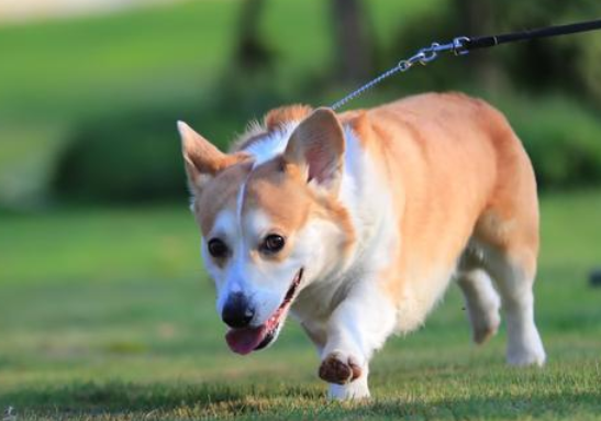 牧牛犬 柯基犬图片