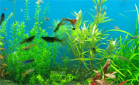 鱼缸水草能活多久