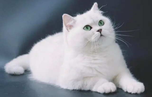 今日科普:英短银渐层属于什么档次的猫? 今日科普:英短银渐层属于什么档次的猫?
