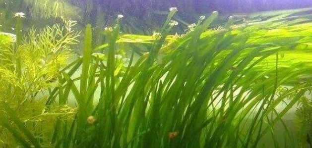 鱼缸水草怎么养护