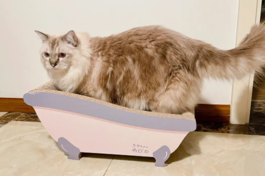 猫抓板有什么用处 猫抓板有什么用处