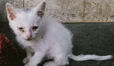 流浪猫为什么见人就跑？大家快来看看具体原因。