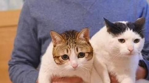 花1万3网购缅因猫，货不对板卖家还失联