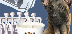 马犬可以喝纯牛奶吗
